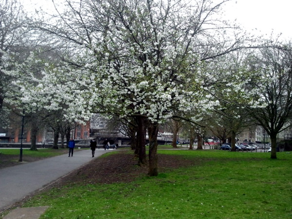 Cherry trees in Castle Park, Bristol