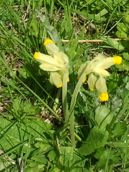 image of cowslip