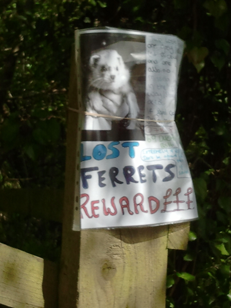 image of lost ferrets poster