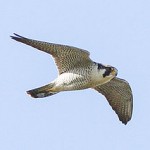 peregrine falcon image