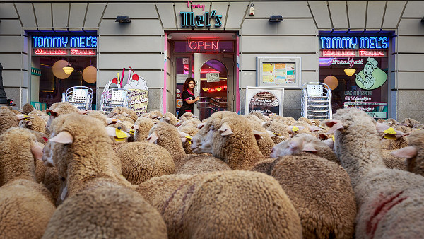 sheep in central Madrid