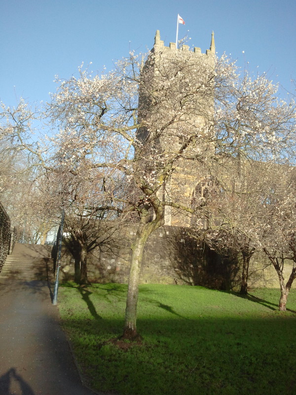Cherry tree in blossom in January