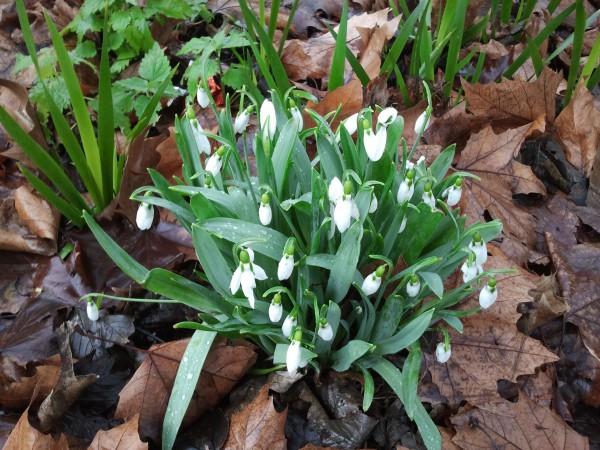 image of snowdrops