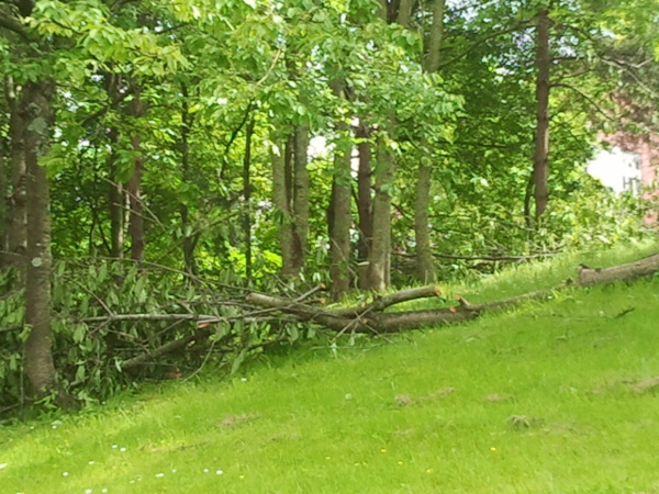 image of tree felling at Lawrence Hill