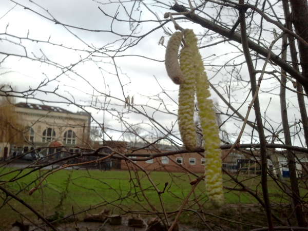 image of catkins