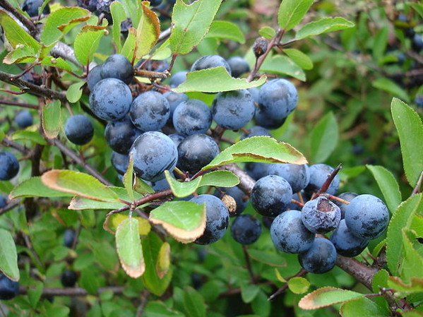 photo of sloes