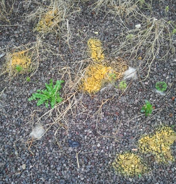dog poo sprayed yellow