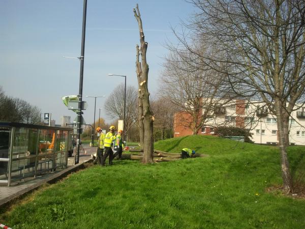 three mature trees being felled by city council contractors
