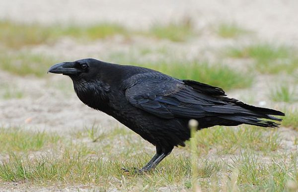 image of common raven
